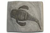 Eurypterus (Sea Scorpion) Fossil - New York #369233-1